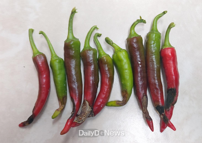 배꼽썩음 피해과