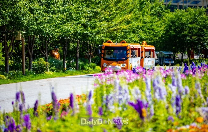 국립백두대간수목원 진입광장에 알록달록 개화한 제비고깔과 호랑이 트램