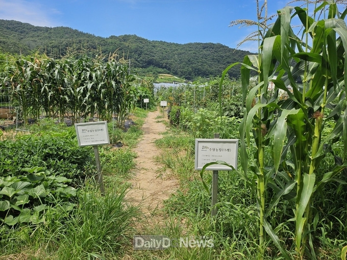 군위군 과학영농실증시범포,‘주말농장 분양제’3년째 인기