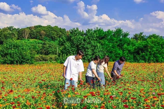 청도군 이서면 양원리에 형형색색의 백일홍꽃 만개