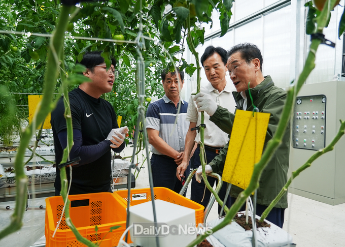 6일 지역특화 임대형 스마트팜 입주 청년농업인들이 토마토 첫 수확을 했다. 