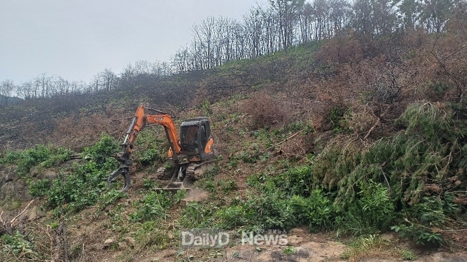 의성군, 산불피해지 위험목 제거 사업 추진