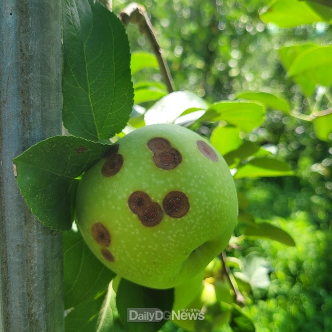 안동시, 과수 탄저병 확산 ‘경계령’