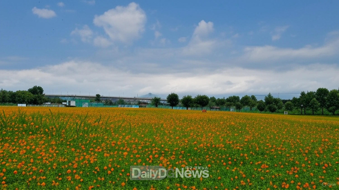 구미 낙동강체육공원 황화코스모스 절정