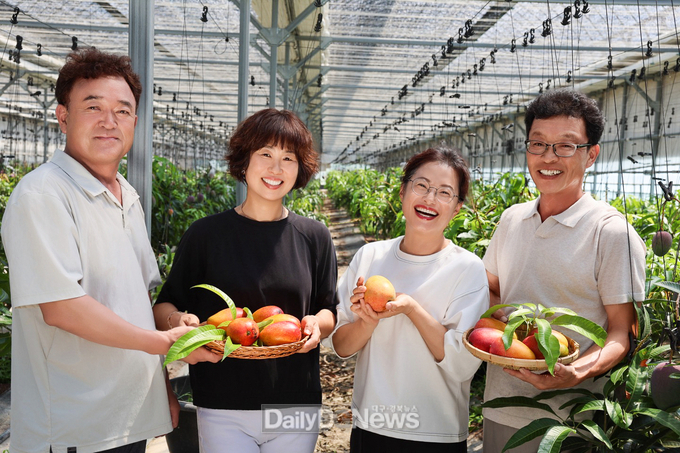 햇살에 익고 마음에 물든, 청도의 달콤한 애플망고