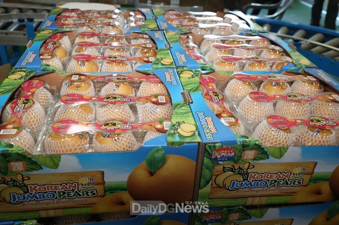 ‘상주 배’, 미국 시장에서도 인기 행진!