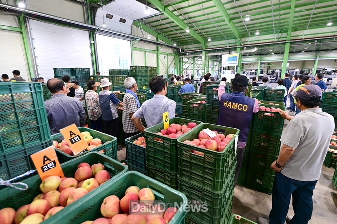 청송군농산물공판장 개장, 2025년산 사과 경매 시작