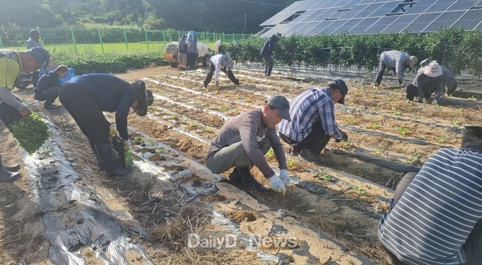 농촌지도자 청리면회, 나눔 실천 위한 가을배추 정식