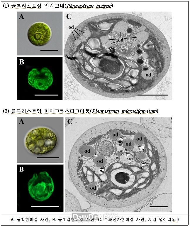 국립낙동강생물자원관, 한국산 담수 미기록 녹조류 2종 발견