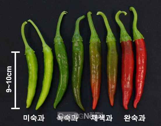 ._고추_성숙단계별_사진