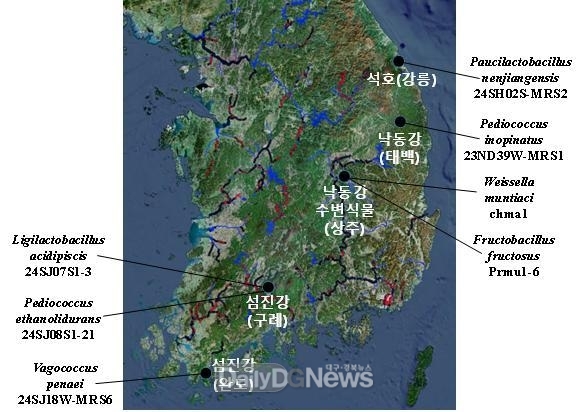 국립낙동강생물자원관, 담수 환경 및 수변 식물에서 미기록종 유산균 7종 발견