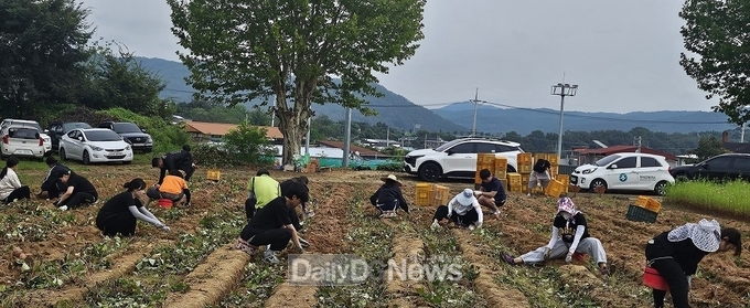 의성군, 서부1리 치매보듬마을서 고구마 수확행사 