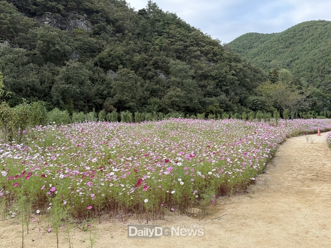 가을바람 따라 코스모스 출렁이는 금천면 꽃밭