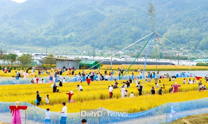 경상북도 제공) 2024_성주가야산황금들녘메뚜기축제(메뚜기잡이)
