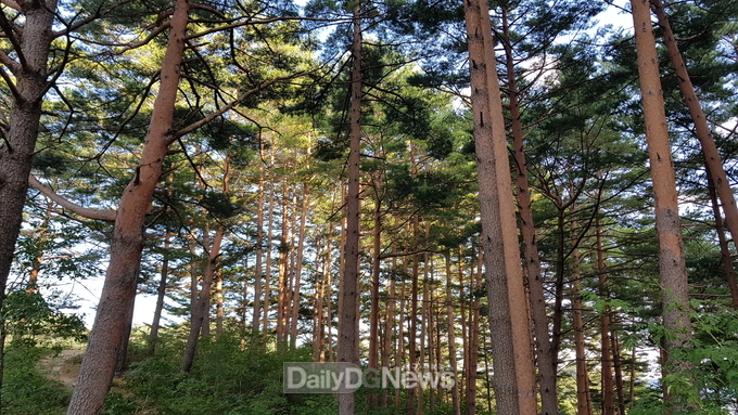 울진금강송 산지농업, FAO 세계중요농업유산 인증서 수여