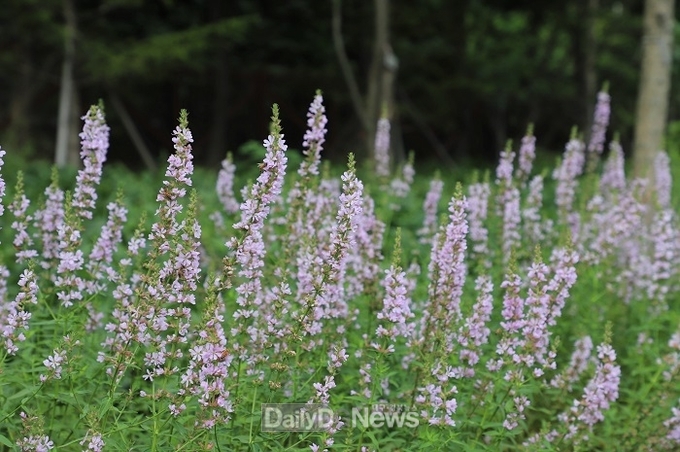 국립백두대간수목원에서 출원한 털부처꽃 ‘백두분홍’