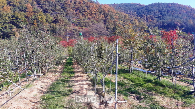 안동시, 고품질 사과 생산은 수확 후 사과원 관리가 중요!