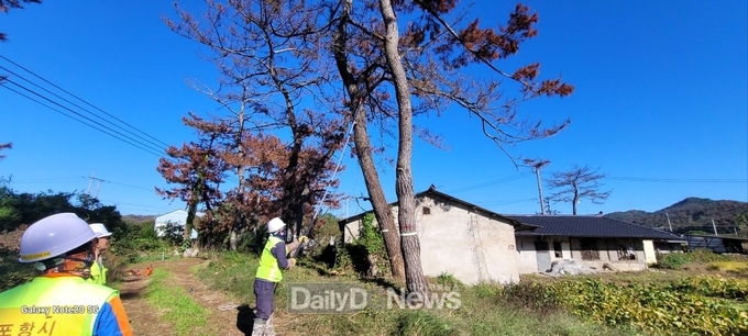 포항시, 소나무재선충병 대확산기 대응…생활권 위험목 집중 제거 돌입