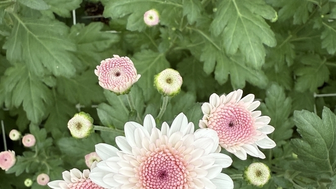 경북농업기술원, 기후변화 적응형 화훼류 신품종 개발