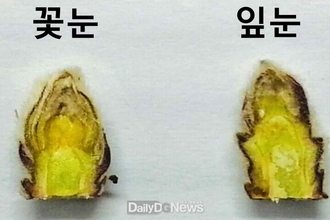 올해 사과농사 준비는 꽃눈 충실 여부 확인이 먼저!