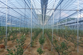 경북도, 재해대응형 하우스 사과로 미래 산업 선점