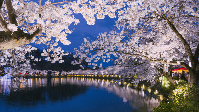 “벚꽃·유채꽃 보러 어디갈까?”