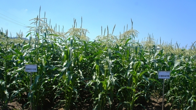 경북도, 초당옥수수 신품종‘청밀옥’개발
