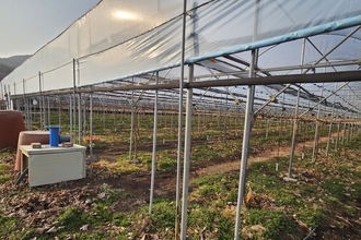 기온 변동성 확대에 따른 포도 저온피해 철저히 대비하세요